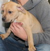 Dk Litter Beth - ADOPTED 03.19.14