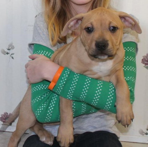 Dk Litter Beth - ADOPTED 03.19.14