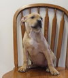Dk Litter Beth - ADOPTED 03.19.14