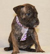 Dk Litter Bridgette - ADOPTED 03.27.14