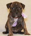 Dk Litter Bridgette - ADOPTED 03.27.14