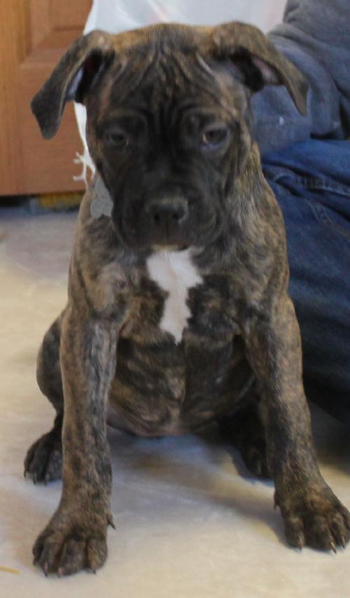 Dk Litter Bridgette - ADOPTED 03.27.14