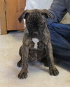 Dk Litter Bridgette - ADOPTED 03.27.14