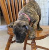 Dk Litter Bridgette - ADOPTED 03.27.14