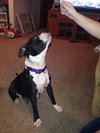 Dk Litter Wednesday (Mom) - ADOPTED 03.08.14