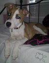 Minx - ADOPTED 04.19.14