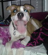 Minx - ADOPTED 04.19.14