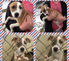 Minx - ADOPTED 04.19.14