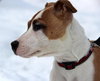 Minx - ADOPTED 04.19.14