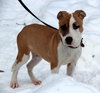 Minx - ADOPTED 04.19.14