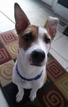 Minx - ADOPTED 04.19.14