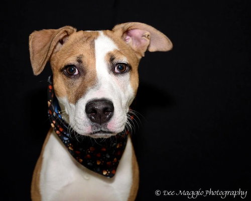 Minx - ADOPTED 04.19.14