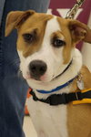 Minx - ADOPTED 04.19.14