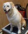 Hk-Mya (bonded pair) - ADOPTED 04.16.14