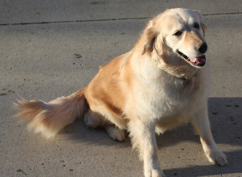 Hk-Mya (bonded pair) - ADOPTED 04.16.14