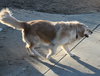 Hk-Mya (bonded pair) - ADOPTED 04.16.14
