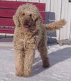 Hk-Delilah (bonded pair) - ADOPTED 04.13.14