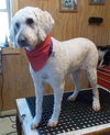 Hk-Delilah (bonded pair) - ADOPTED 04.13.14