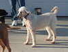 Hk-Delilah (bonded pair) - ADOPTED 04.13.14