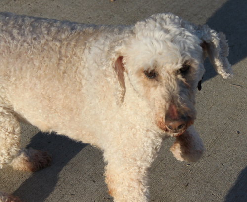 Hk-Delilah (bonded pair) - ADOPTED 04.13.14