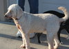 Hk-Delilah (bonded pair) - ADOPTED 04.13.14
