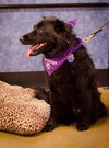 Mk-Midnite - ADOPTED 03.14.14