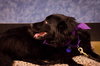 Mk-Midnite - ADOPTED 03.14.14