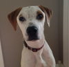 Stormy - ADOPTED 03.09.14