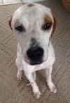 Stormy - ADOPTED 03.09.14