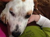 Stormy - ADOPTED 03.09.14