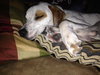 Stormy - ADOPTED 03.09.14