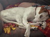 Stormy - ADOPTED 03.09.14