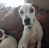 Stormy - ADOPTED 03.09.14