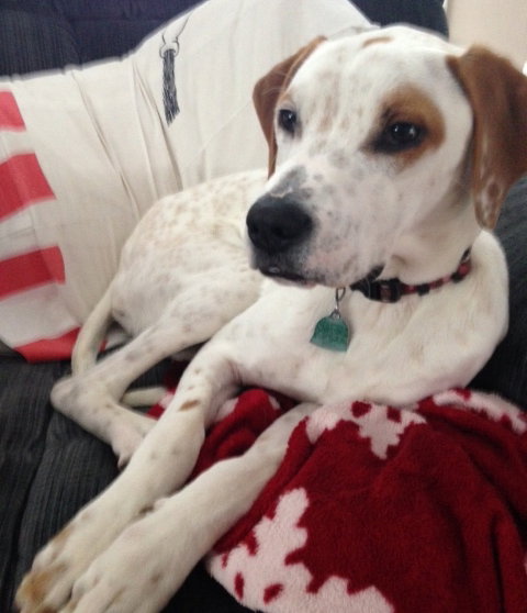 Stormy - ADOPTED 03.09.14