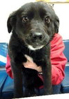 Piper - ADOPTED 03.08.14