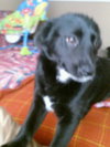 Piper - ADOPTED 03.08.14