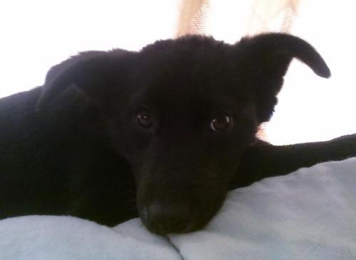 Piper - ADOPTED 03.08.14