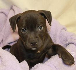 Dk Litter Baloo - ADOPTED 03.14.14