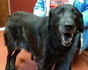 Rhett - ADOPTED 03.03.14