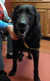 Rhett - ADOPTED 03.03.14