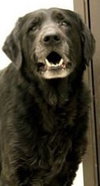 Rhett - ADOPTED 03.03.14