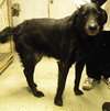 Rhett - ADOPTED 03.03.14