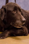 Rhett - ADOPTED 03.03.14
