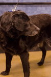 Rhett - ADOPTED 03.03.14