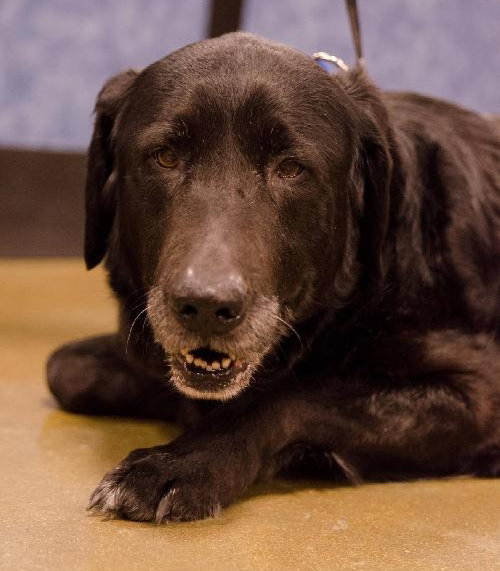 Rhett - ADOPTED 03.03.14
