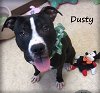 Dusty - ADOPTED 05.19.14