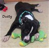 Dusty - ADOPTED 05.19.14