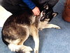Shobe - ADOPTED 04.09.14