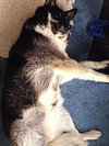 Shobe - ADOPTED 04.09.14