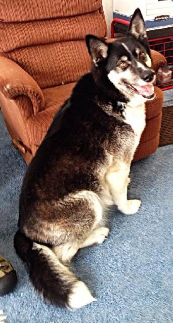 Shobe - ADOPTED 04.09.14